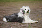 liegender Tibet Terrier