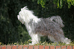 stehender Tibet Terrier