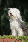 sitzender Tibet Terrier