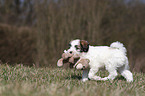 Tibet-Terrier Welpe