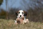 Tibet-Terrier Welpe