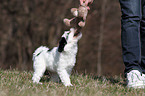 Tibet-Terrier Welpe