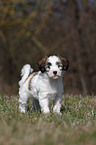 Tibet-Terrier Welpe