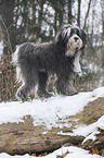 Tibet Terrier im Schnee