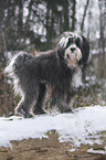 Tibet Terrier im Schnee