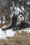 Tibet Terrier im Schnee