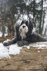 Tibet Terrier im Schnee