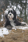 Tibet Terrier im Schnee