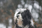 Tibet Terrier Portrait