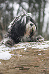 Tibet Terrier im Schnee