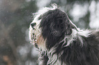 Tibet Terrier Portrait