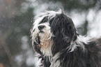 Tibet Terrier Portrait