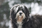 Tibet Terrier Portrait