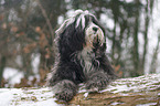 Tibet Terrier im Schnee