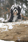 Tibet Terrier im Schnee