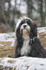 Tibet Terrier im Schnee