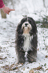 Tibet Terrier im Schnee