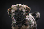 Tibet-Terrier Welpe