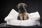 Tibet-Terrier Welpe