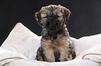 Tibet-Terrier Welpe