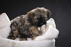 Tibet-Terrier Welpe