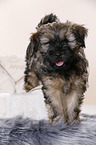 Tibet-Terrier Welpe