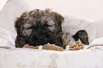 Tibet-Terrier Welpe