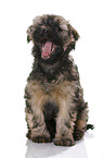 Tibet-Terrier Welpe