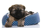 Tibet-Terrier Welpe