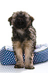 Tibet-Terrier Welpe
