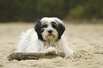 liegender Tibet Terrier