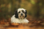 liegender Tibet Terrier