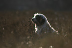 sitzender Tibet Terrier