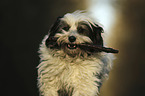 rennender Tibet Terrier