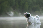 Tibet Terrier im Wasser