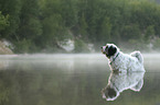Tibet Terrier im Wasser