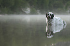 Tibet Terrier im Wasser