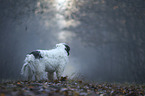 stehender Tibet Terrier