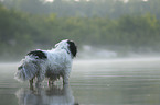 stehender Tibet Terrier