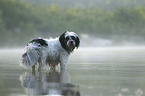 stehender Tibet Terrier