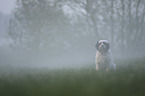 sitzender Tibet Terrier