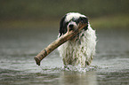 Tibet Terrier im Wasser