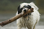 Tibet Terrier im Wasser