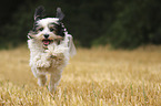 rennender Tibet Terrier