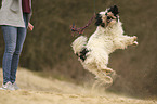 spielender Tibet Terrier