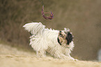 spielender Tibet Terrier