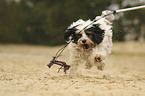 spielender Tibet Terrier