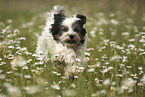 rennender Tibet-Terrier