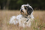 liegender Tibet-Terrier
