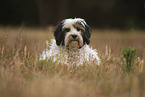 liegender Tibet-Terrier